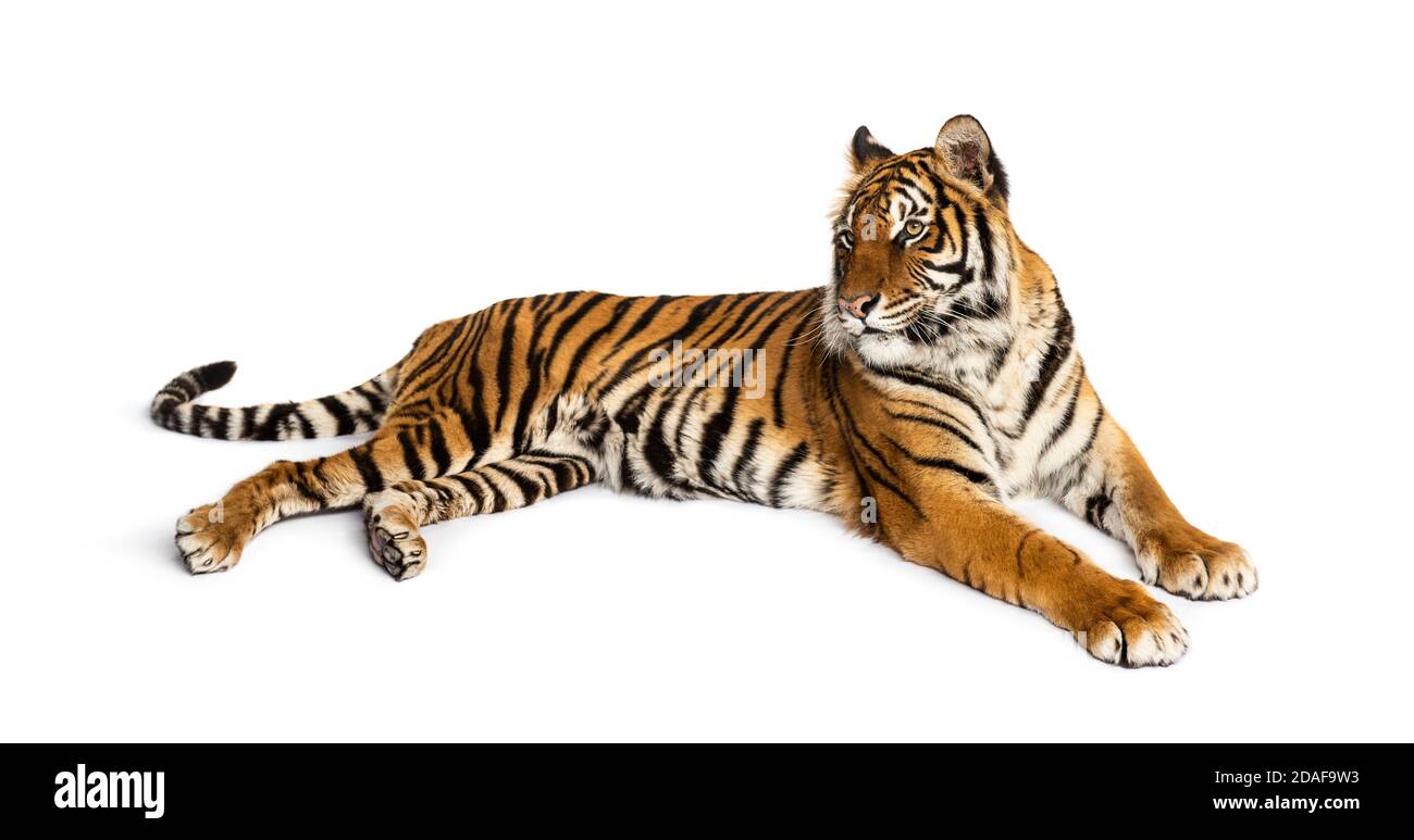 Tigre sdraiata immagini e fotografie stock ad alta risoluzione - Alamy