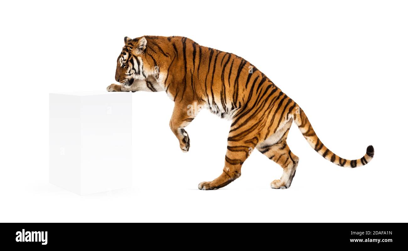 Tiger alzarsi una scatola bianca, isolato su bianco Foto Stock