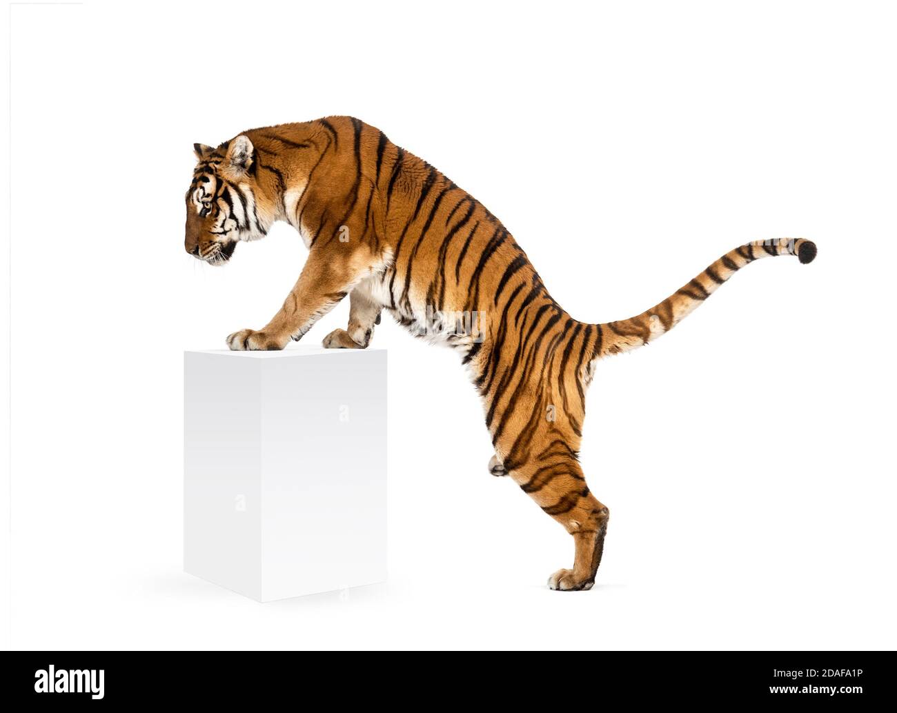 Tiger alzarsi una scatola bianca, isolato su bianco Foto Stock