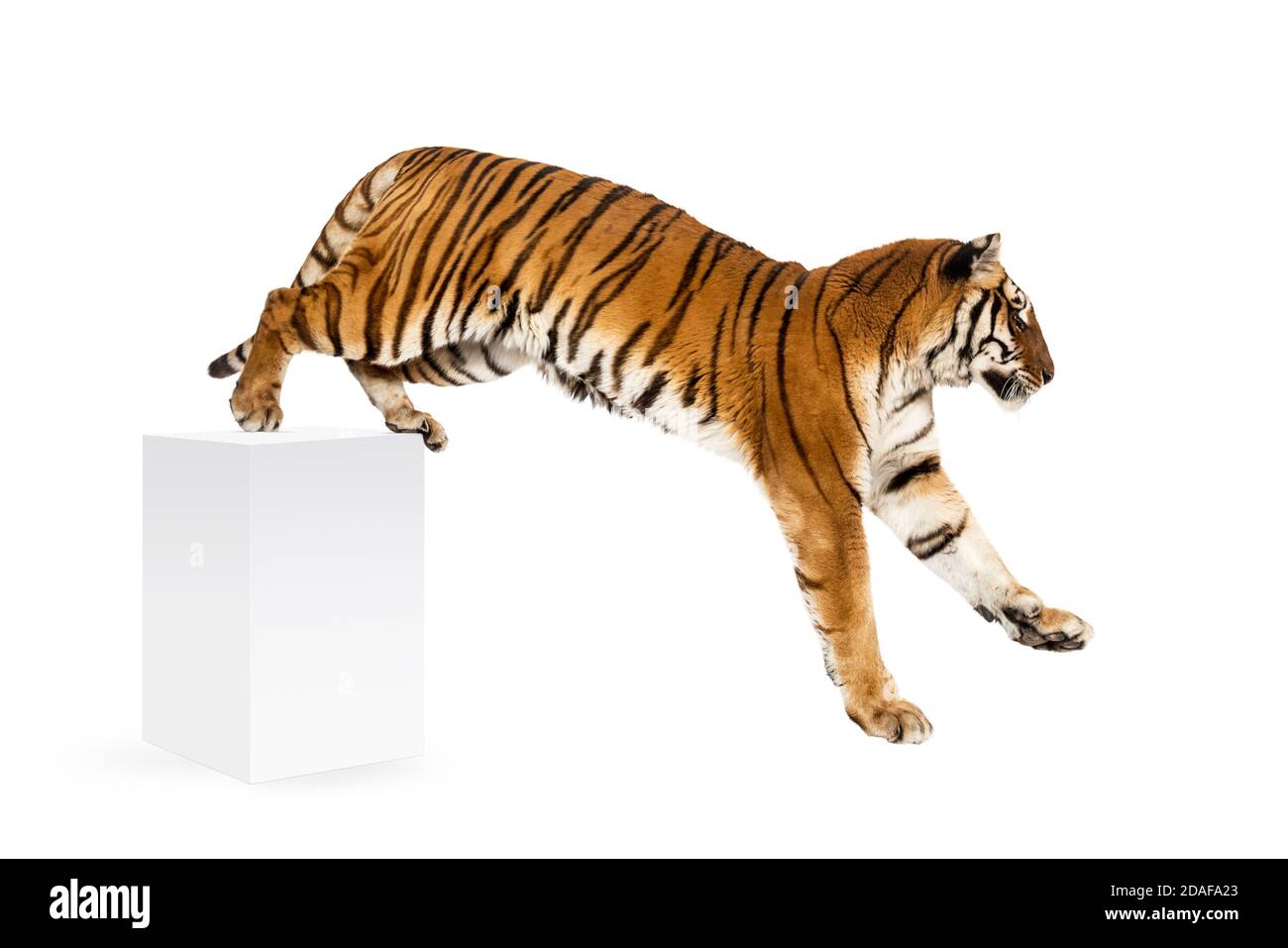 Tigre scendendo una scatola bianca, isolata su bianco Foto Stock