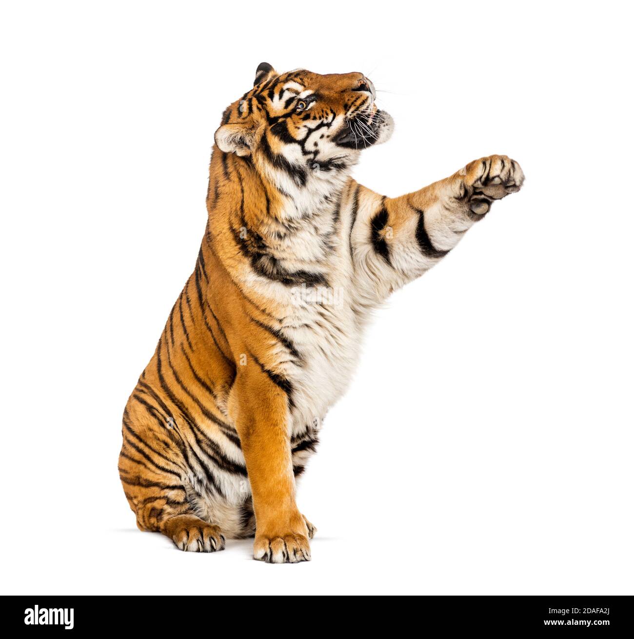 Tiger raggiungere, in zampa, isolato su bianco Foto Stock