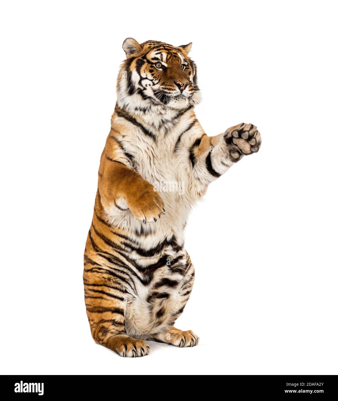 Tigre sulle gambe posteriori, isolato su bianco Foto Stock