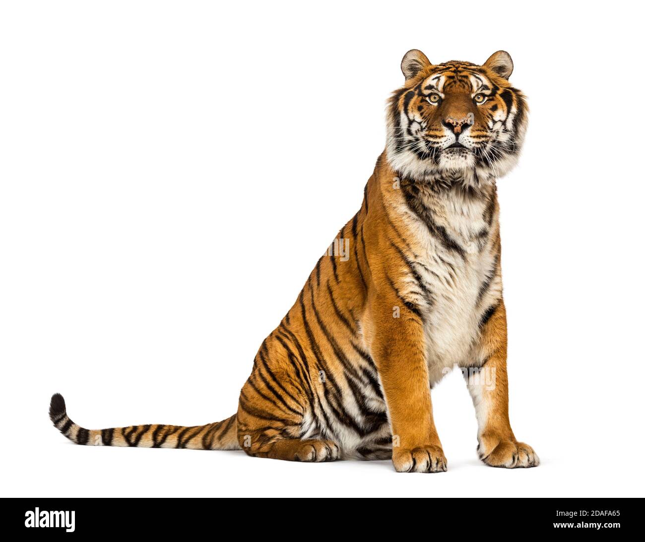 Tiger seduto guardando la fotocamera, isolato su bianco Foto Stock