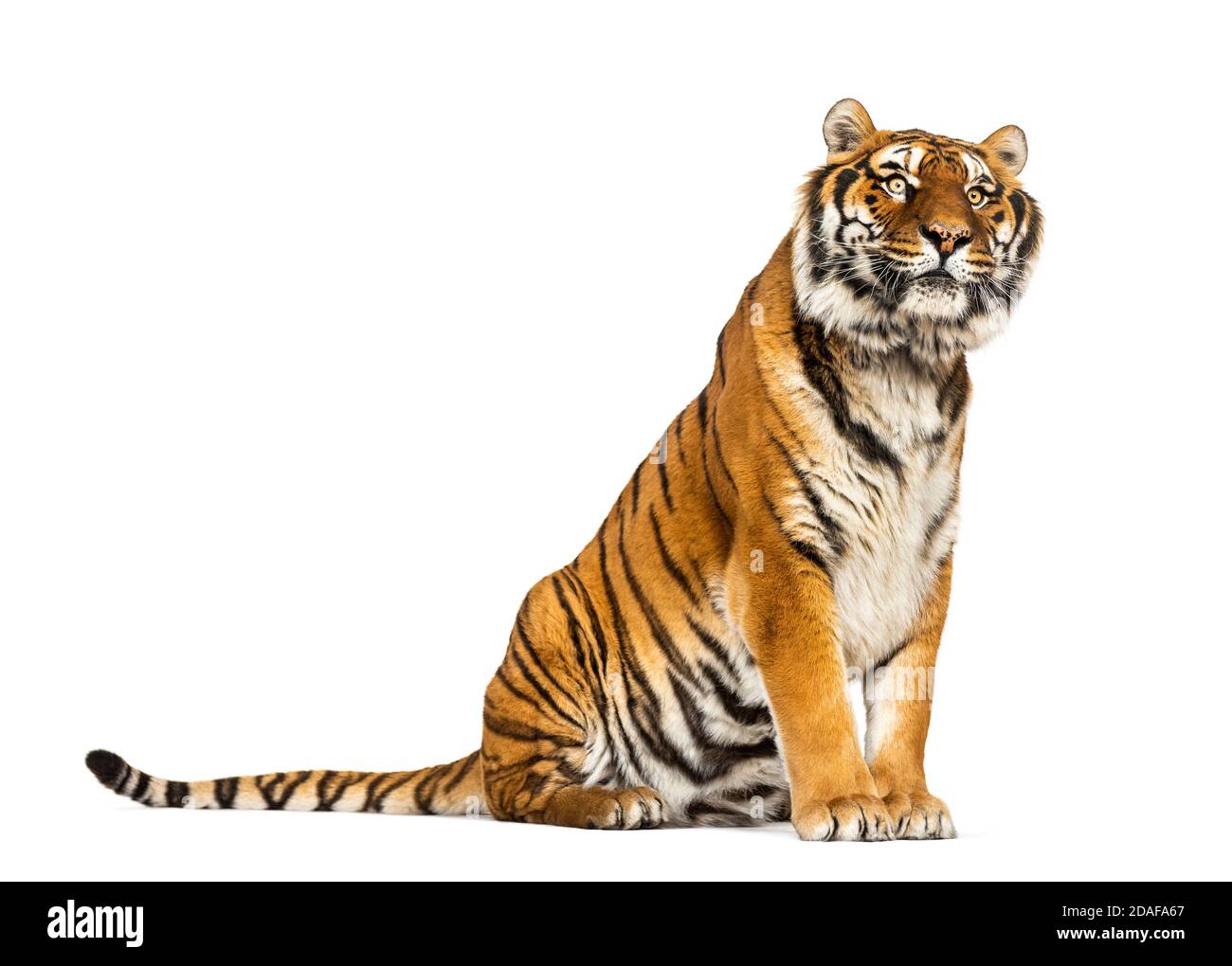 Tiger seduto, isolato su bianco Foto Stock