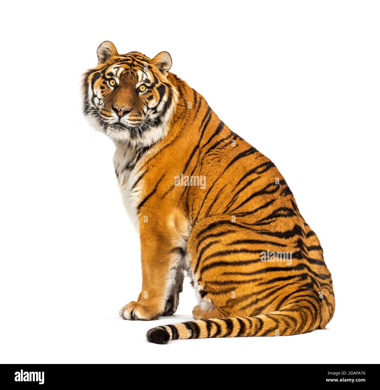 Back tiger Immagini senza sfondo e Foto Stock ritagliate - Alamy