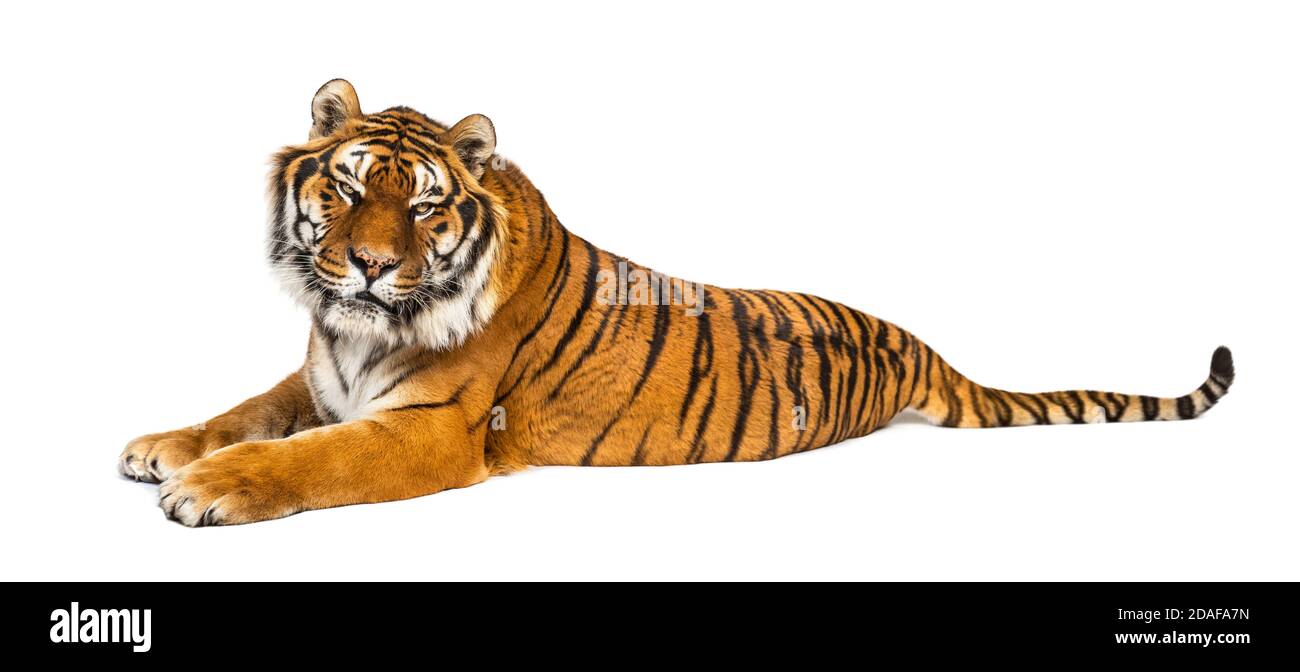 Tigre che giace in giù isolato su bianco Foto Stock