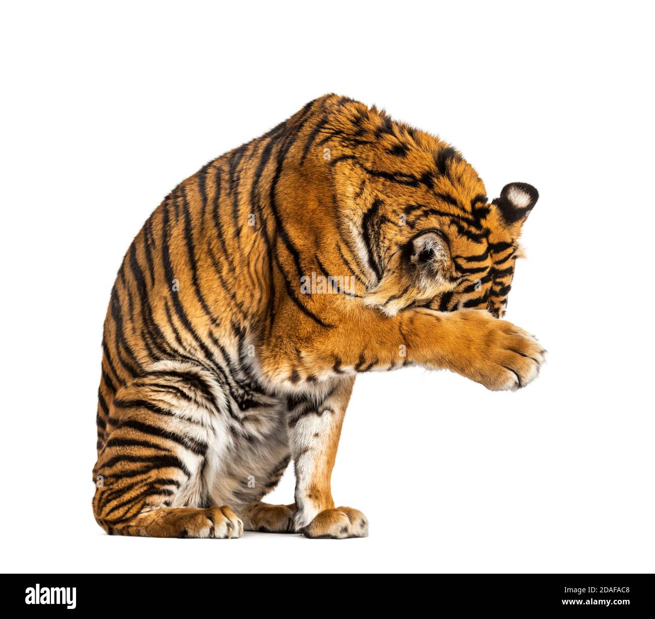 Timido Tiger che si nasconde dietro la sua zampa Foto Stock