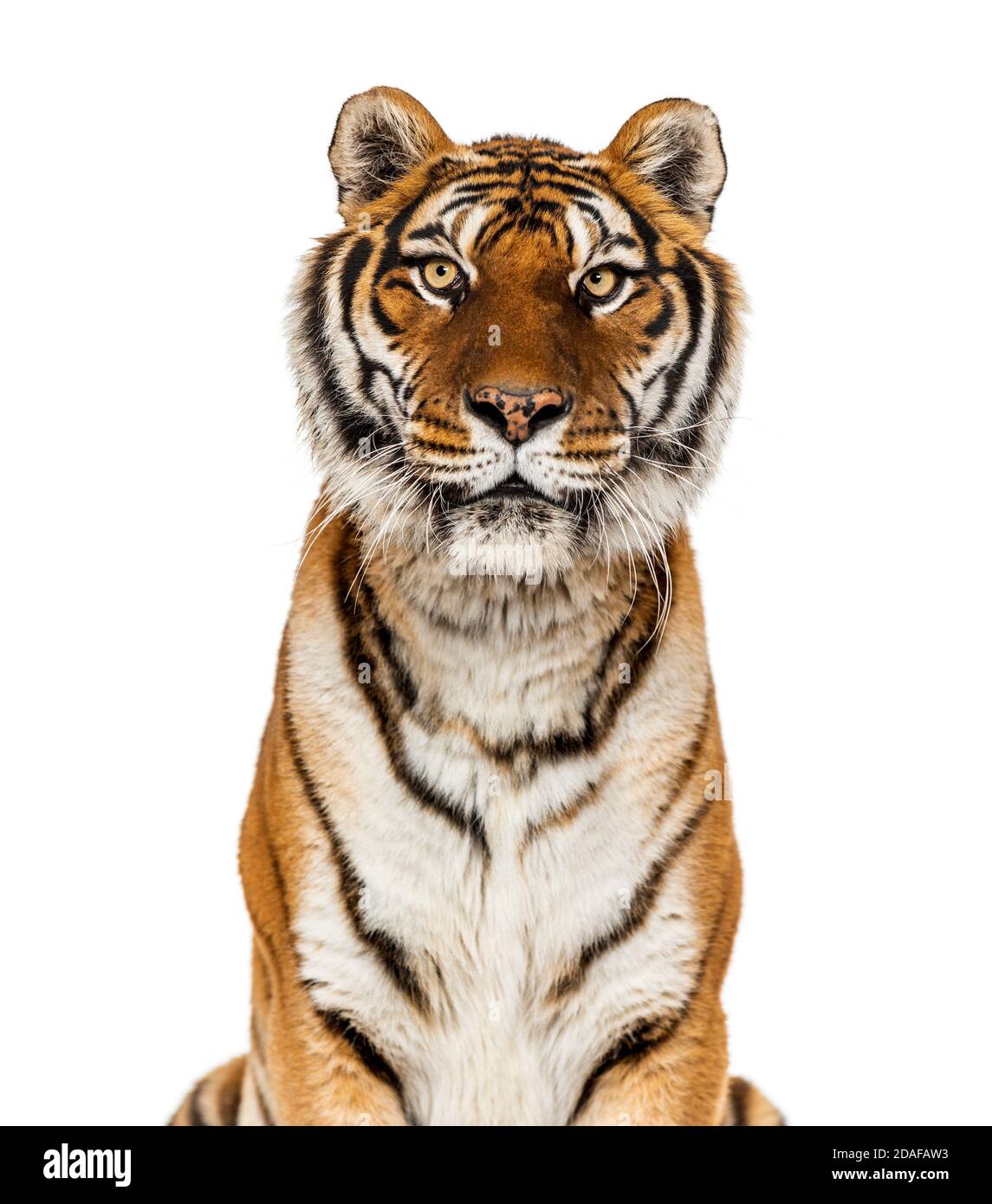 Primo piano su una testa di una Tigre che staring a. la fotocamera Foto Stock