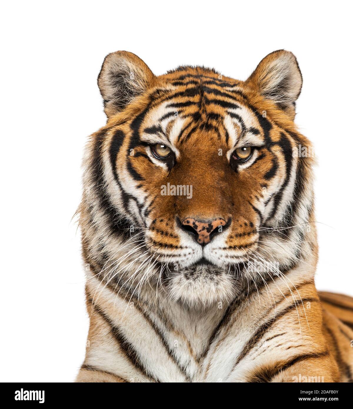 Ritratto della testa di Tiger, primo piano, isolato su bianco Foto Stock