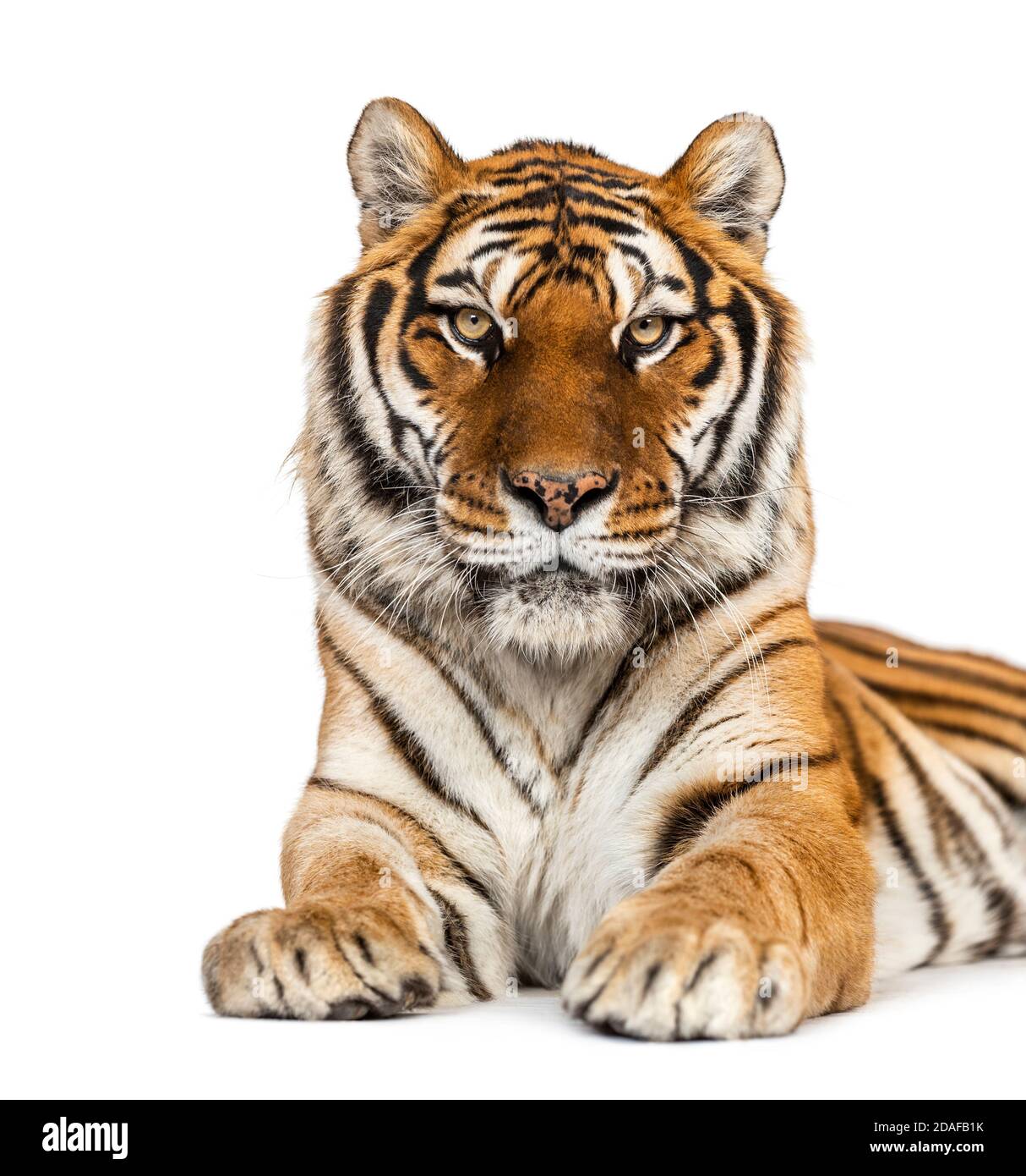 Ritratto della testa di Tiger, primo piano, isolato su bianco Foto Stock