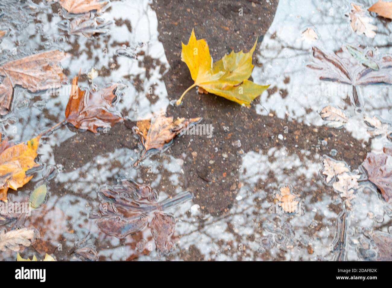 Foglie d'autunno e riflessi in acqua Foto Stock