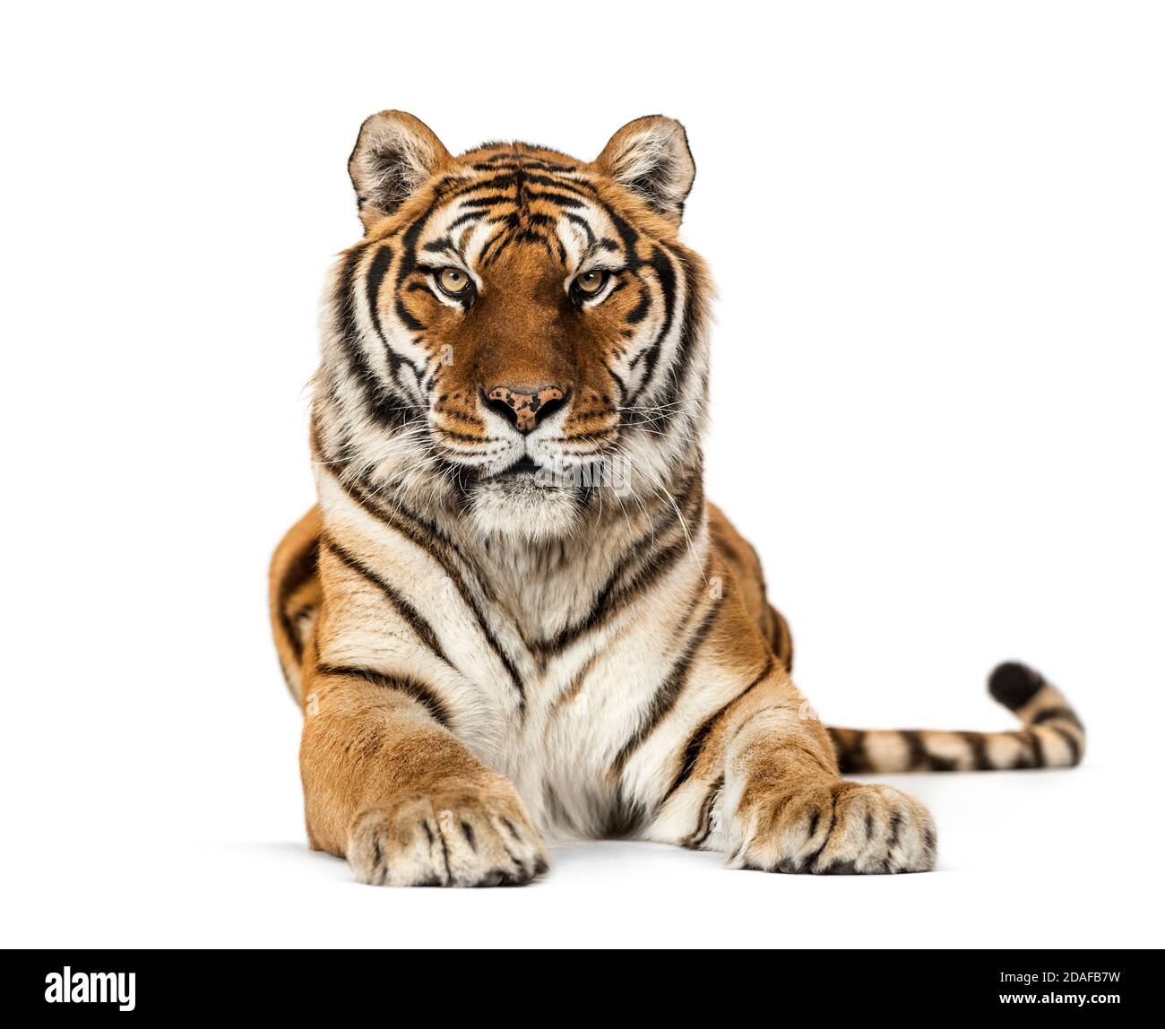 Tiger sdraiato a guardare la fotocamera, isolato su bianco Foto Stock