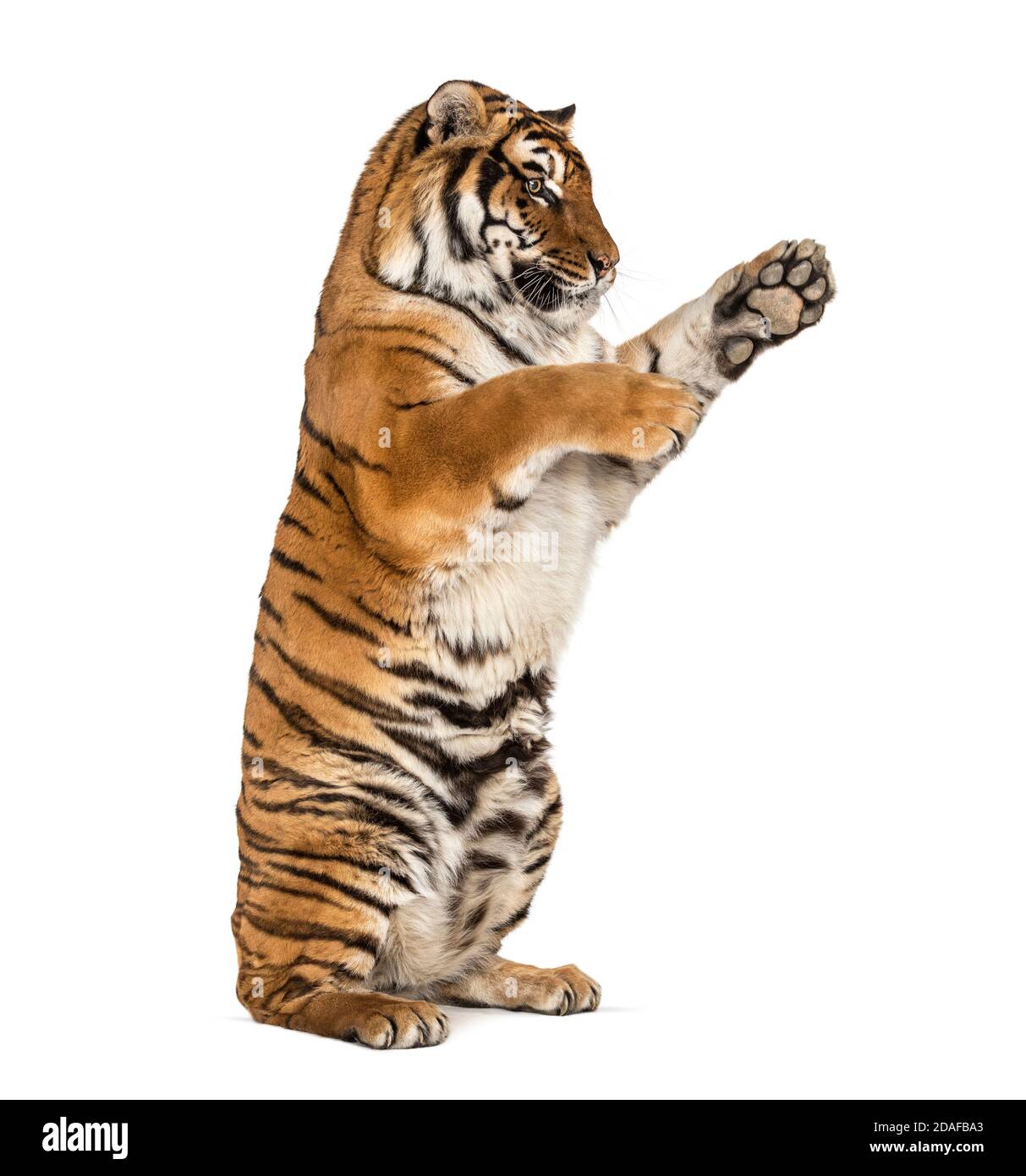 Tigre sulle gambe posteriori, zampate, isolate su bianco Foto Stock