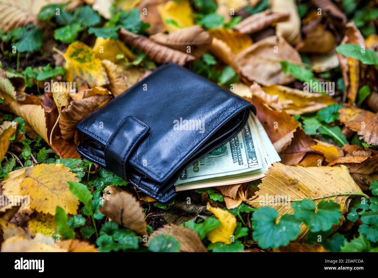 Portafoglio perso con un denaro sulle foglie nel Parco autunnale Foto Stock