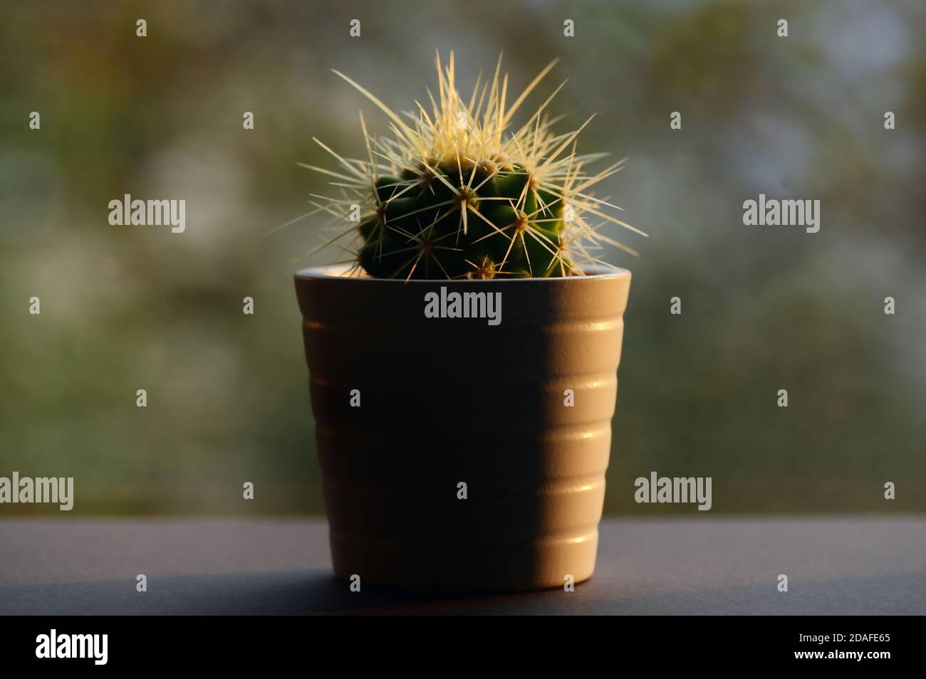 Piante di cactus singole al tramonto siedono sulla finestra Foto Stock