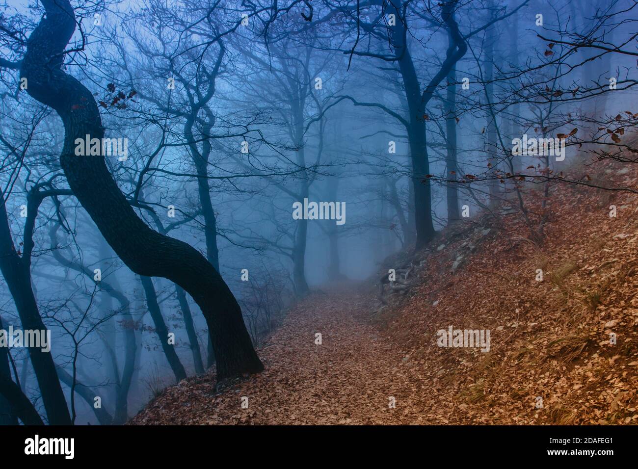 Mistica foresta in nebbia blu in autunno.scenario con percorso in sognante foresta di nebbia.percorso di avventura.Dark Moody foresta con un percorso che conduce attraverso di esso. Foto Stock