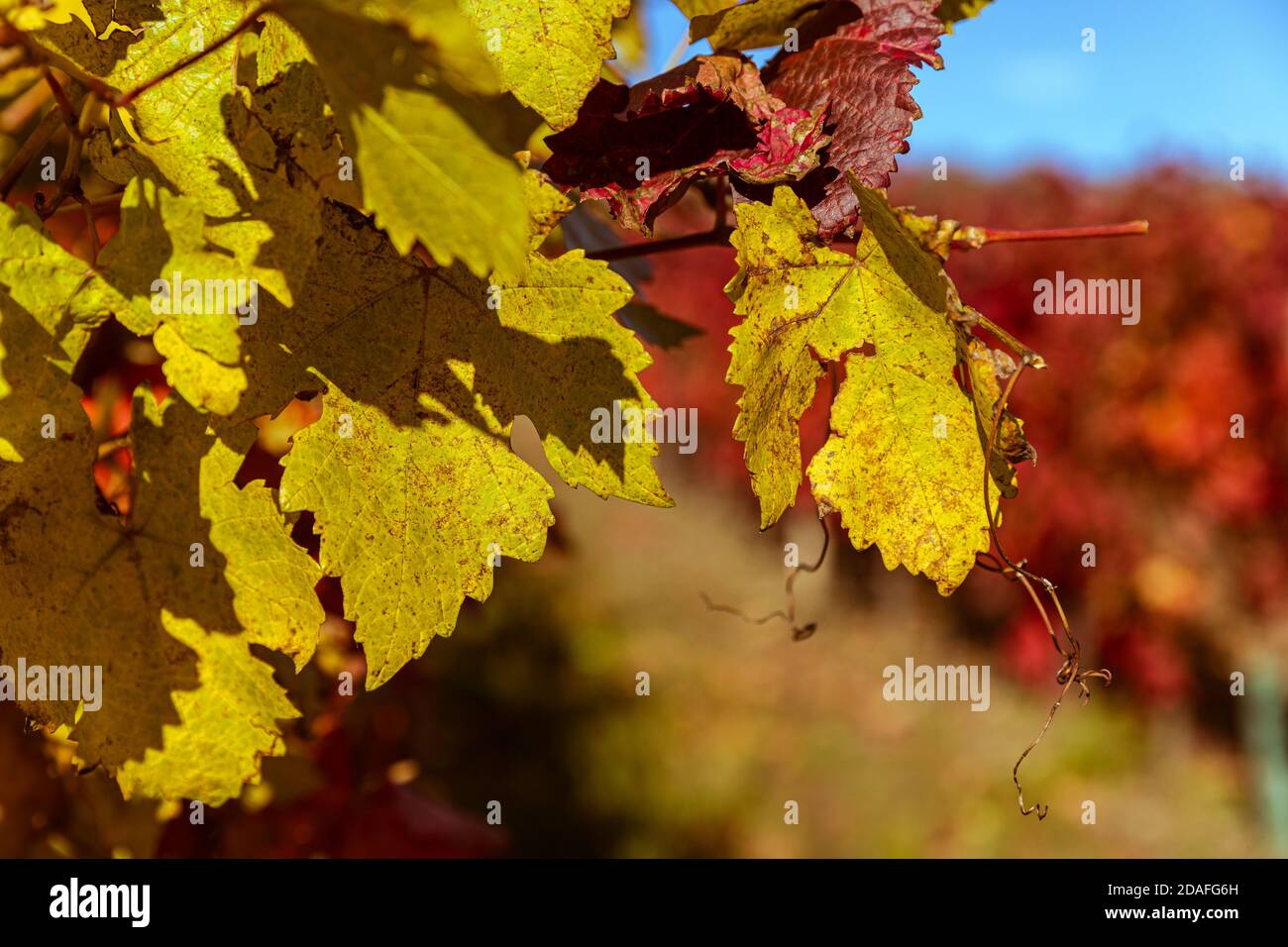 Autunno pieno di colori. Vecchio vigneto. Colline sopra la città di Pezinok, Slovacchia. Foto Stock