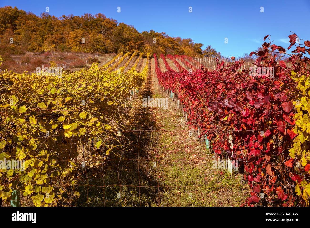 Autunno pieno di colori. Vecchio vigneto. Colline sopra la città di Pezinok, Slovacchia. Foto Stock