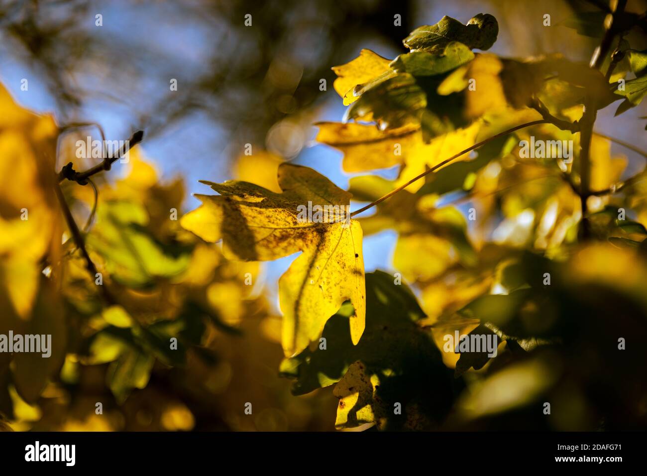 Autunno pieno di colori. Vecchio vigneto. Colline sopra la città di Pezinok, Slovacchia. Foto Stock