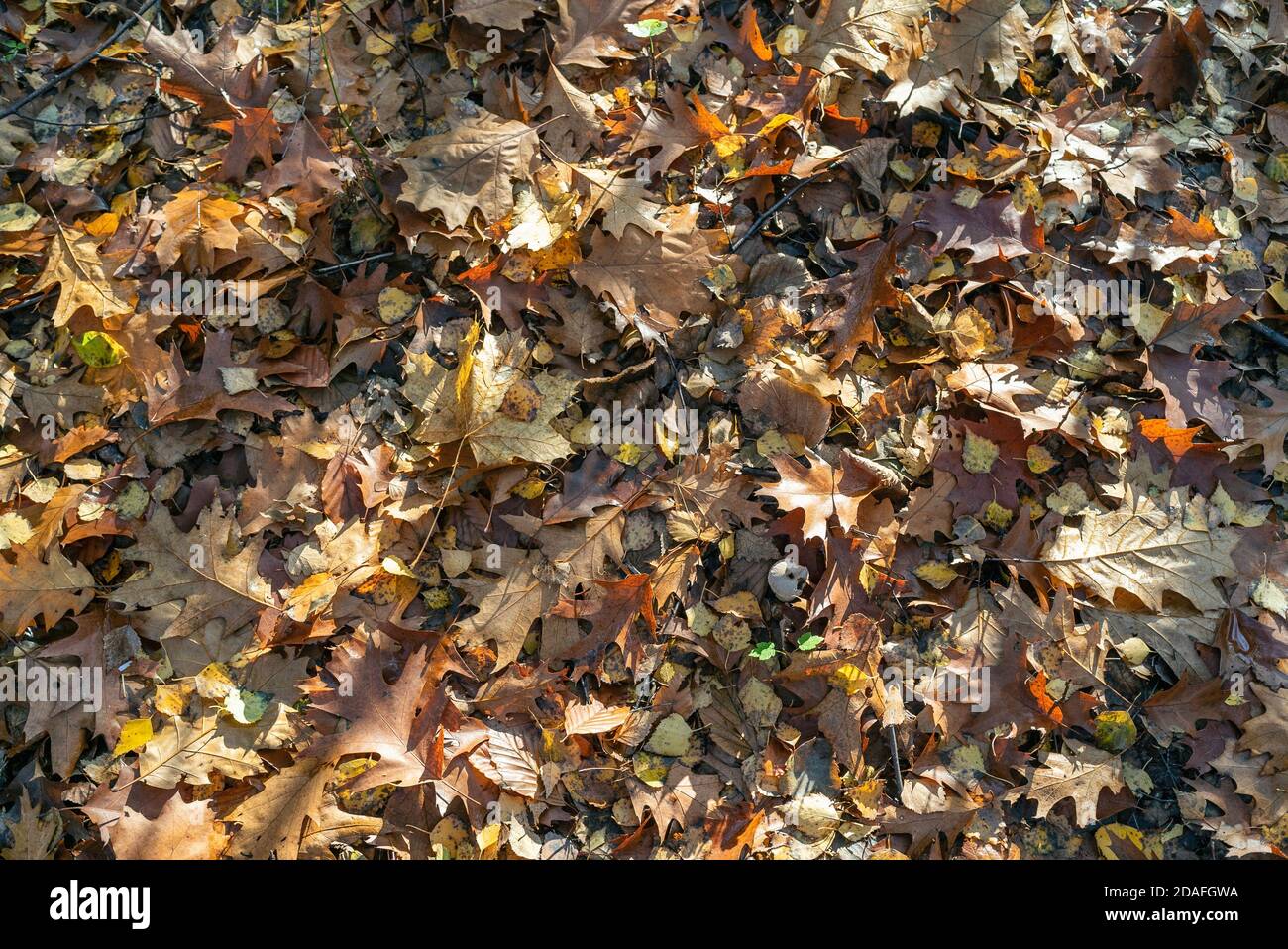 Faggeta in autunno, stagione autunnale. Foglie marroni a terra. Raggi di sole dagli alberi. Foresta mistica in Slesia, Polonia. Foto Stock