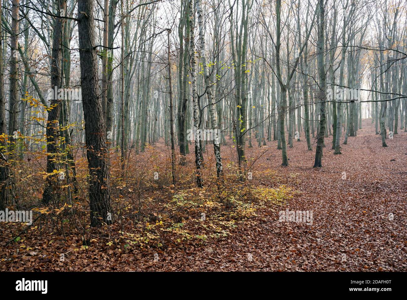 Faggeta in autunno, stagione autunnale. Foglie marroni a terra. Raggi di sole dagli alberi. Foresta mistica in Slesia, Polonia. Foto Stock