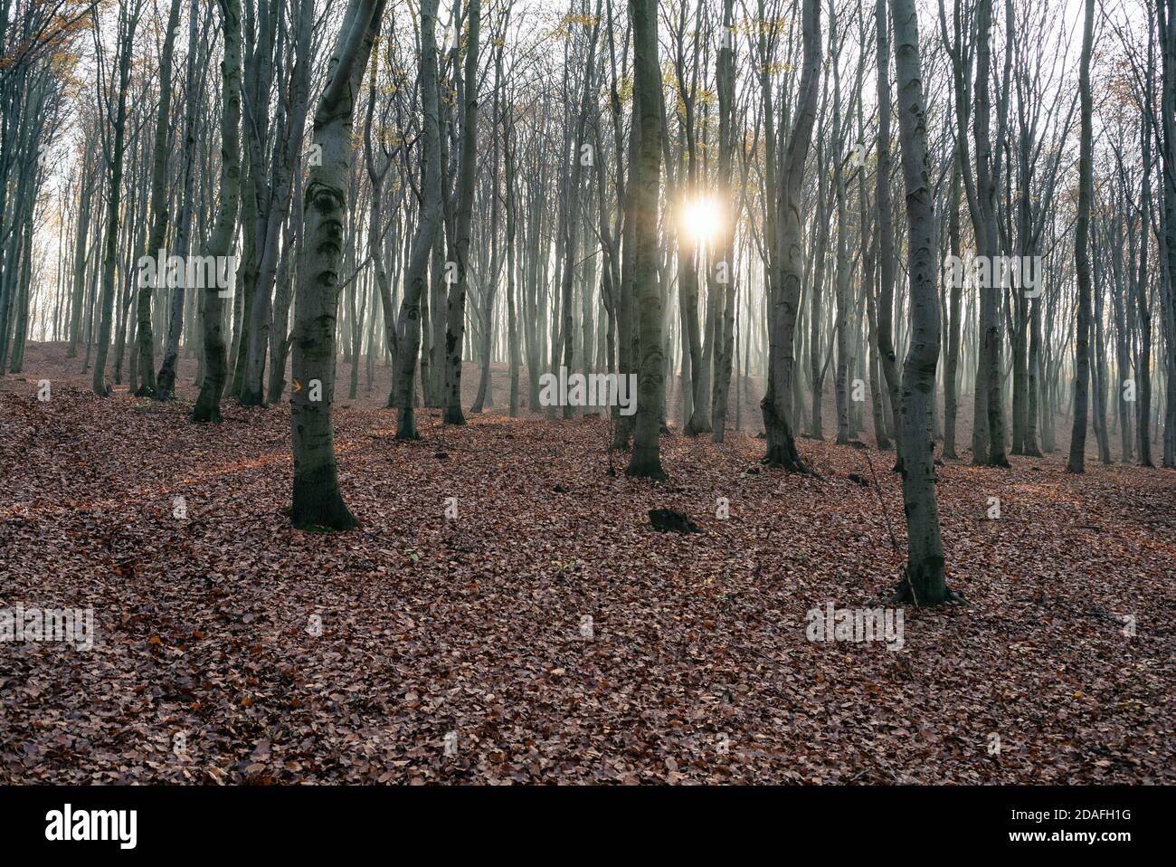 Faggeta in autunno, stagione autunnale. Foglie marroni a terra. Raggi di sole dagli alberi. Foresta mistica in Slesia, Polonia. Foto Stock