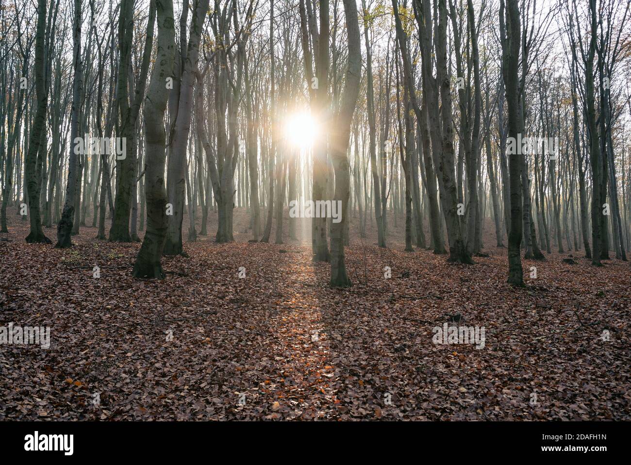 Faggeta in autunno, stagione autunnale. Foglie marroni a terra. Raggi di sole dagli alberi. Foresta mistica in Slesia, Polonia. Foto Stock