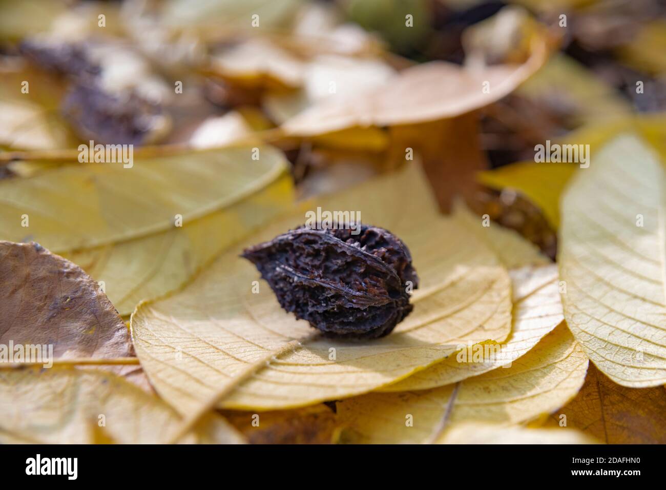 Un butternut maturo (noce bianca (Júglans cinérea lat.)) è sdraiato sulle foglie di butternut cadute, Mosca, Russia Foto Stock