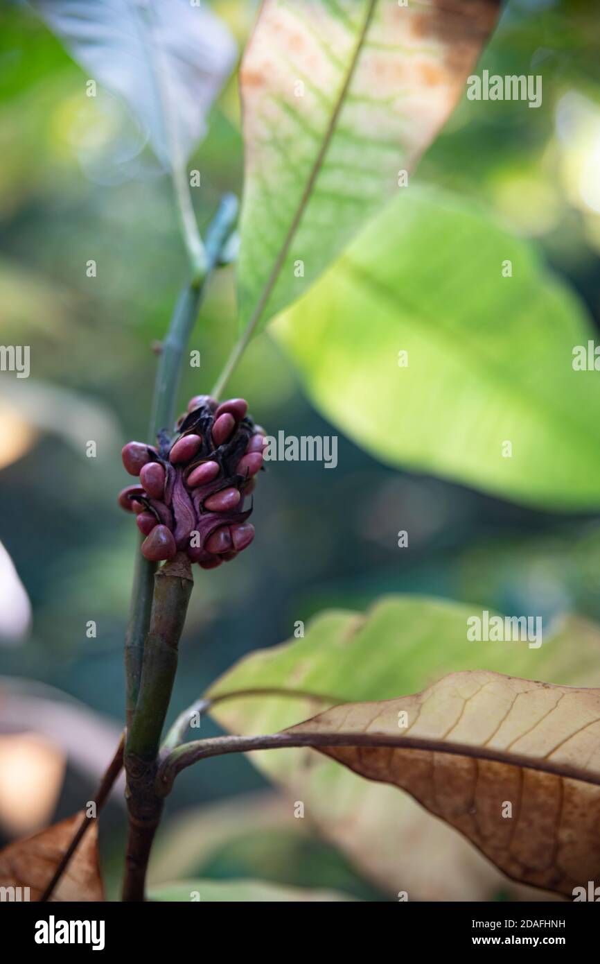 La frutta di magnolia eccessivamente matura sta crescendo sull'albero, Mosca, Russia Foto Stock