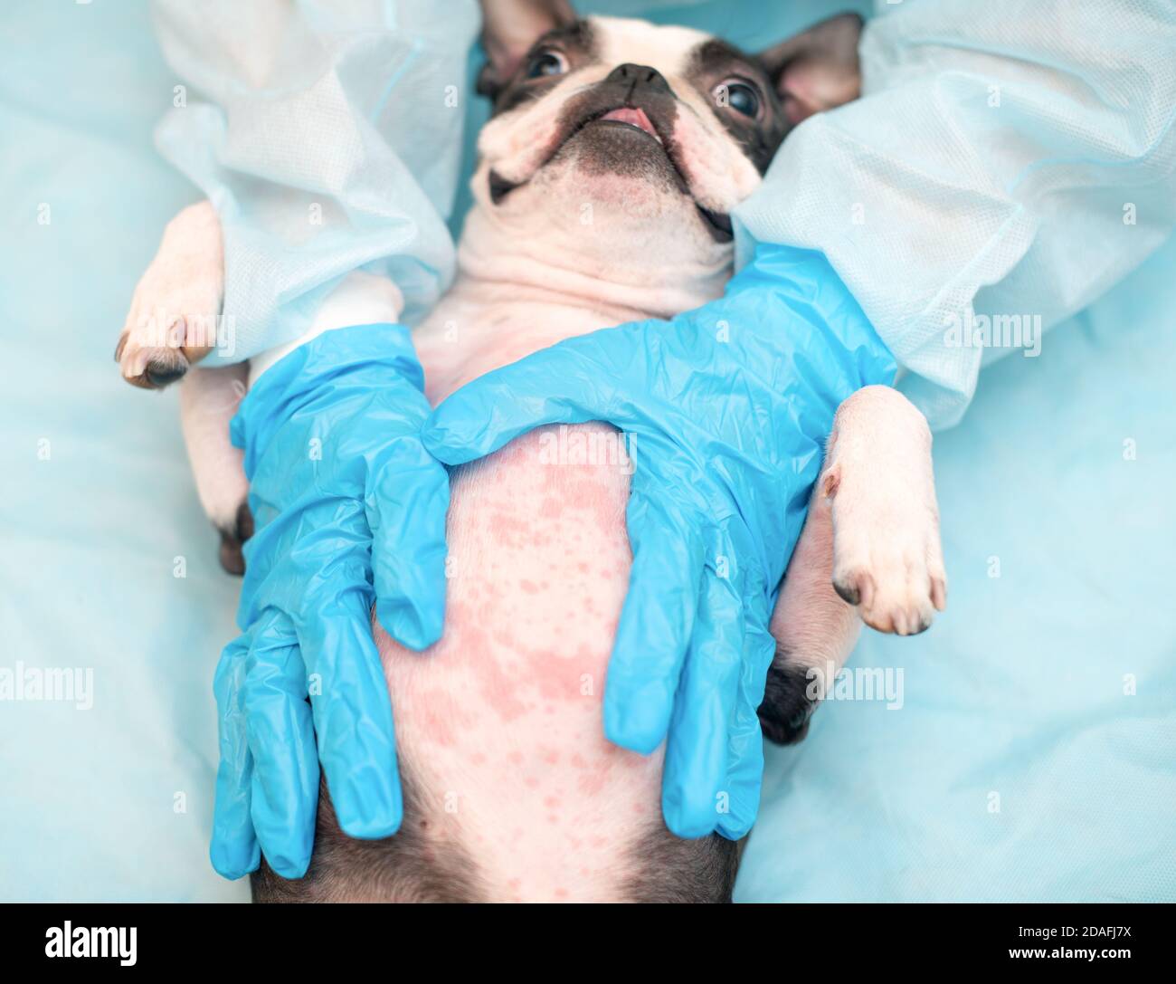 Boston Terrier cani con sintomi allergici - macchie rosse sullo stomaco. Foto Stock
