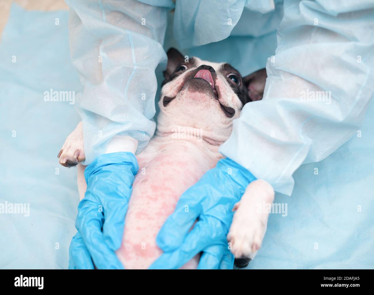 Boston Terrier cani con sintomi allergici - macchie rosse sullo stomaco. Foto Stock
