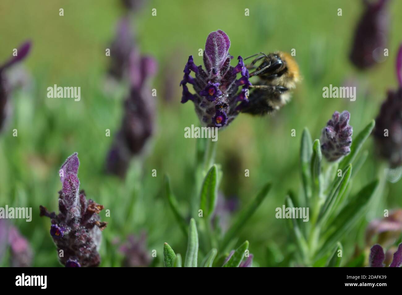 Ape su lavanda impianto di raccolta Pollen Foto Stock
