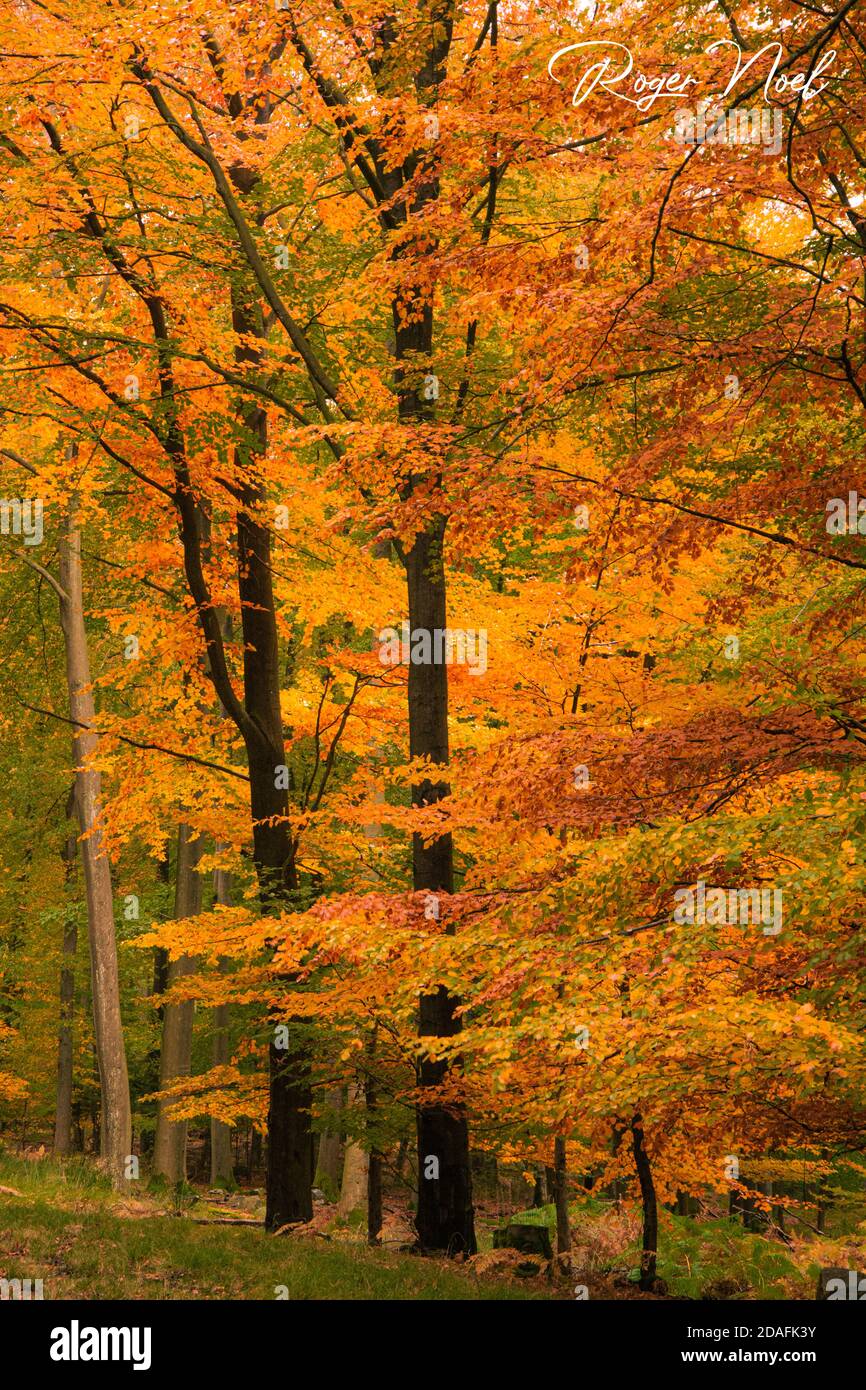 Couleurs d'automne dans la forêt Foto Stock