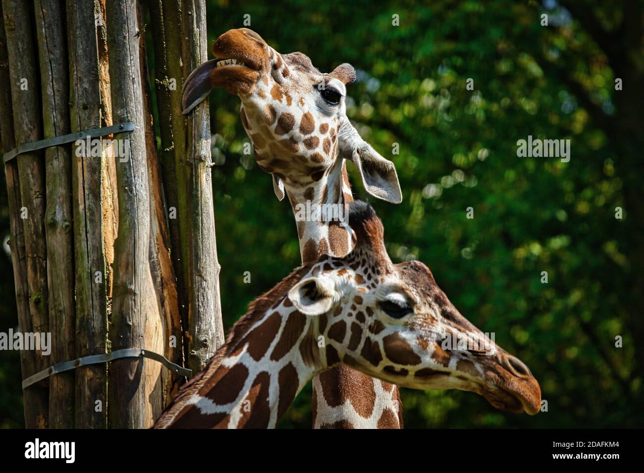 Primo piano di giraffe all'aperto Foto Stock
