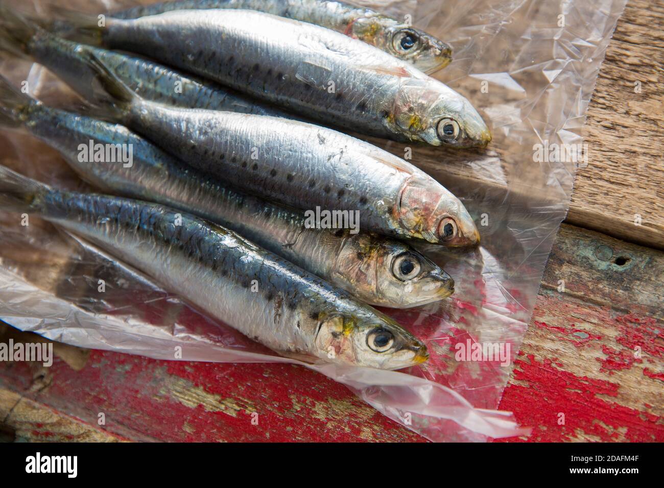 Sardine grezze, Sardina pilchardus, acquistate da un supermercato nel Regno Unito esposto su sfondo di legno. Le sardine sono un pesce oleoso e una fonte di Omega Foto Stock