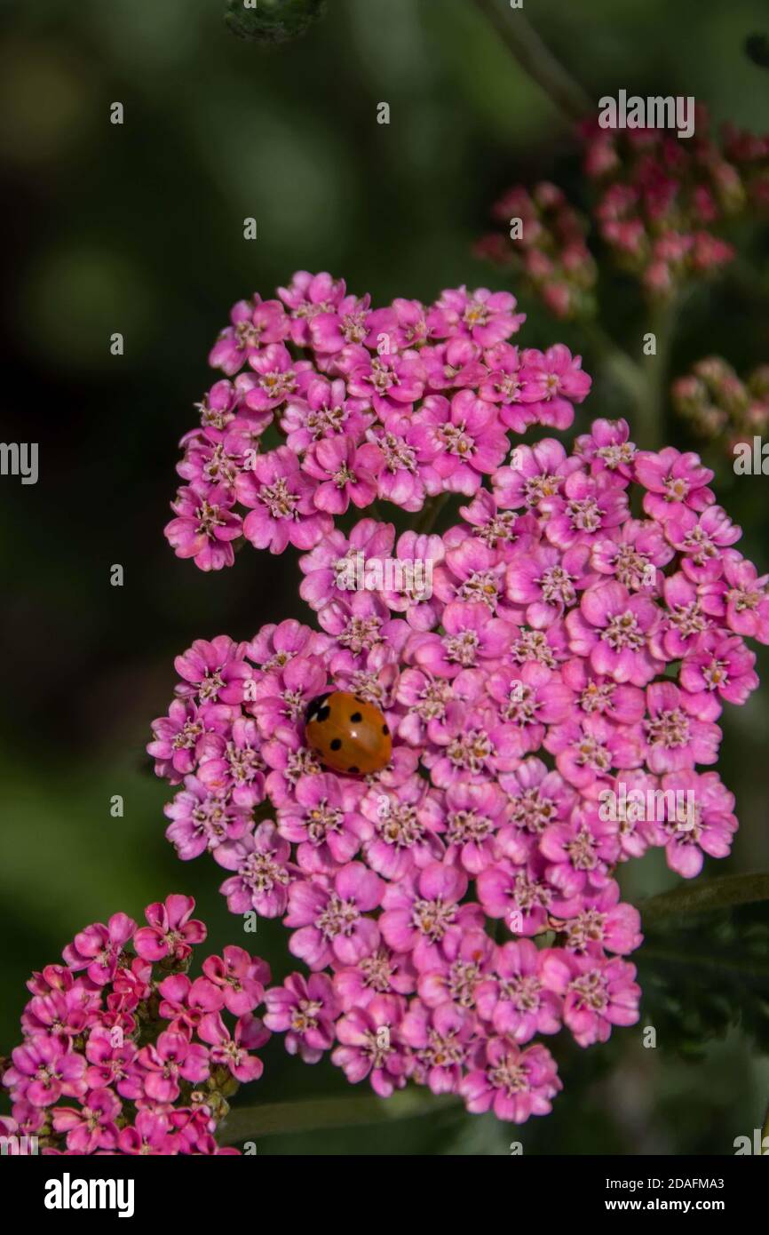 ladybird su achillea millefolium comunemente noto come yarrow Foto Stock