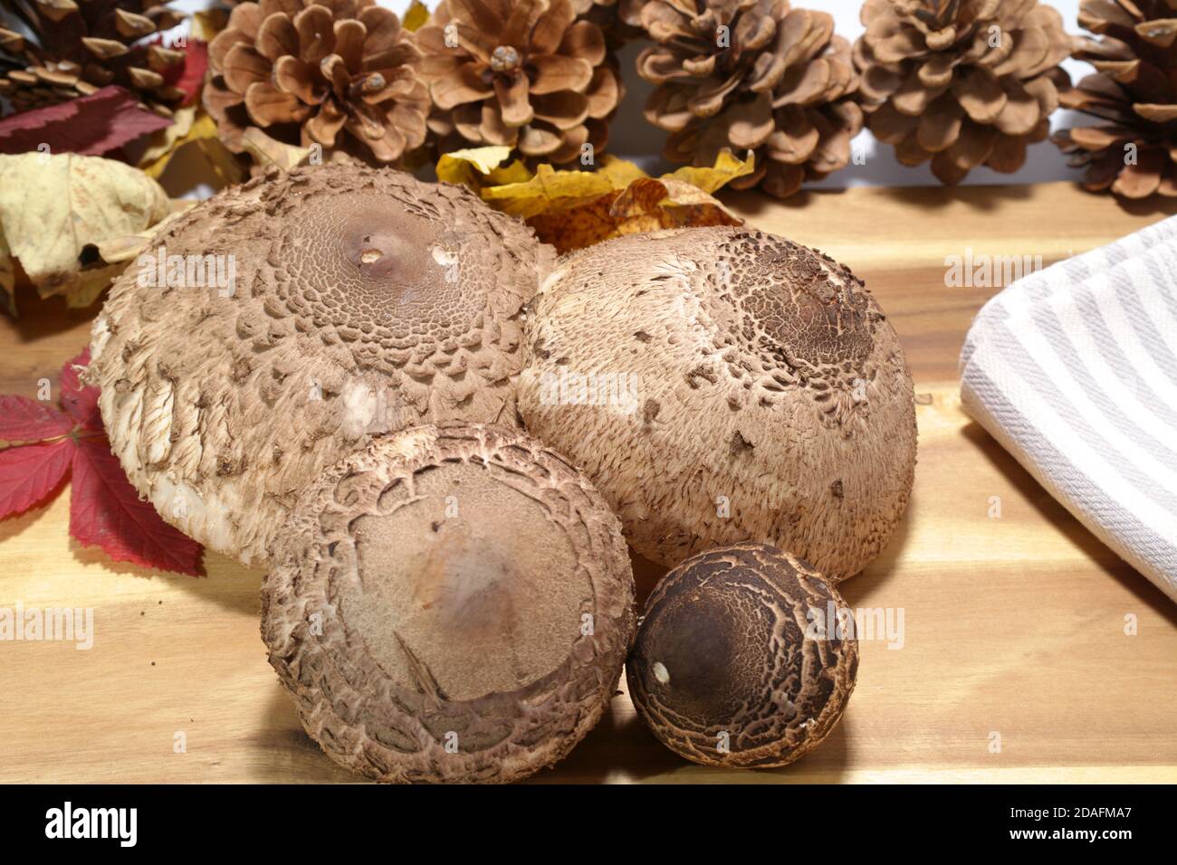 Funghi parasoli ( Macrolepiota procera ) sul tavolo da cucina preparato per il taglio, questa specie è meglio per la tostatura, davvero deliziosa, yummy Foto Stock