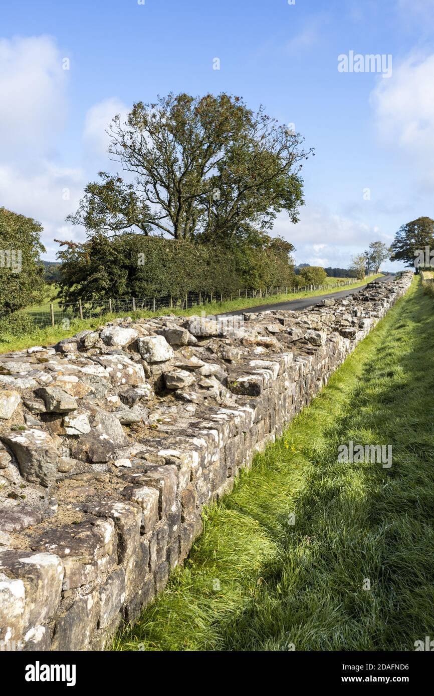 Muro di Hadrians tra Turret 49B e il Forte di Birdoswald vicino a Gilsland, Cumbria UK Foto Stock