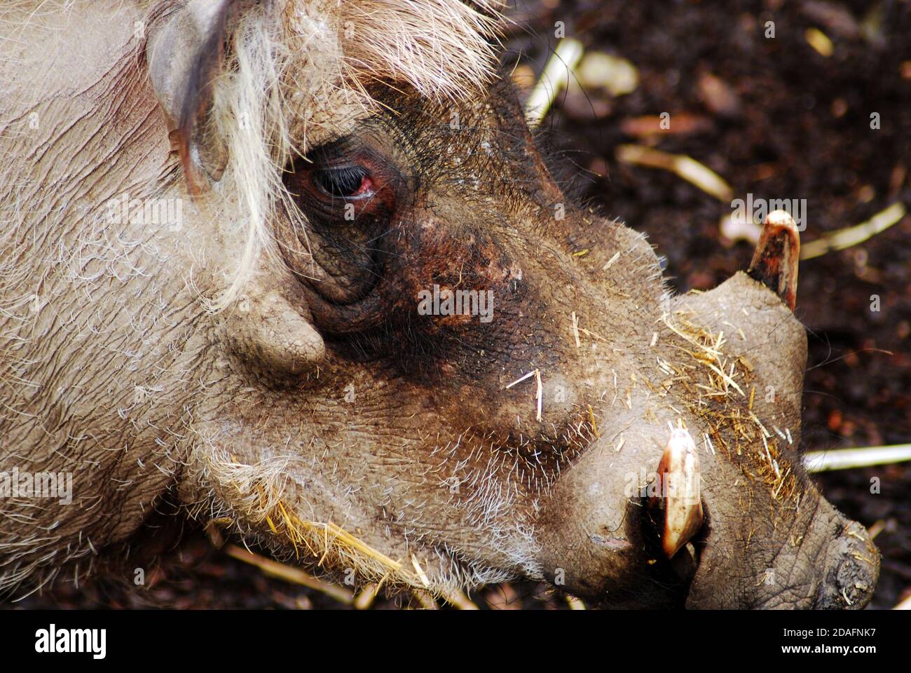Warthog (Phacochoerus africanus), vista laterale, primo piano della testa e della vista, occhio, tusks & wattles facciali questi membri della famiglia dei suini provengono dall'Africa Foto Stock