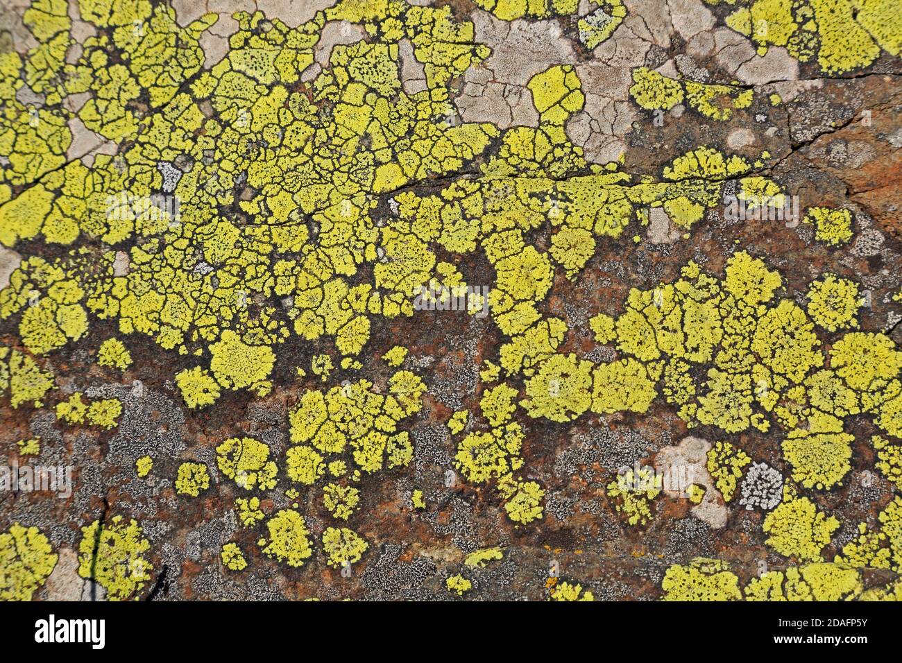 Green Lichen sulle rocce di Sharpnose Point Cornwall Foto Stock