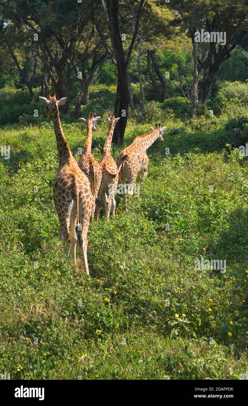 Giraffe, Treetop, Kenya Foto Stock
