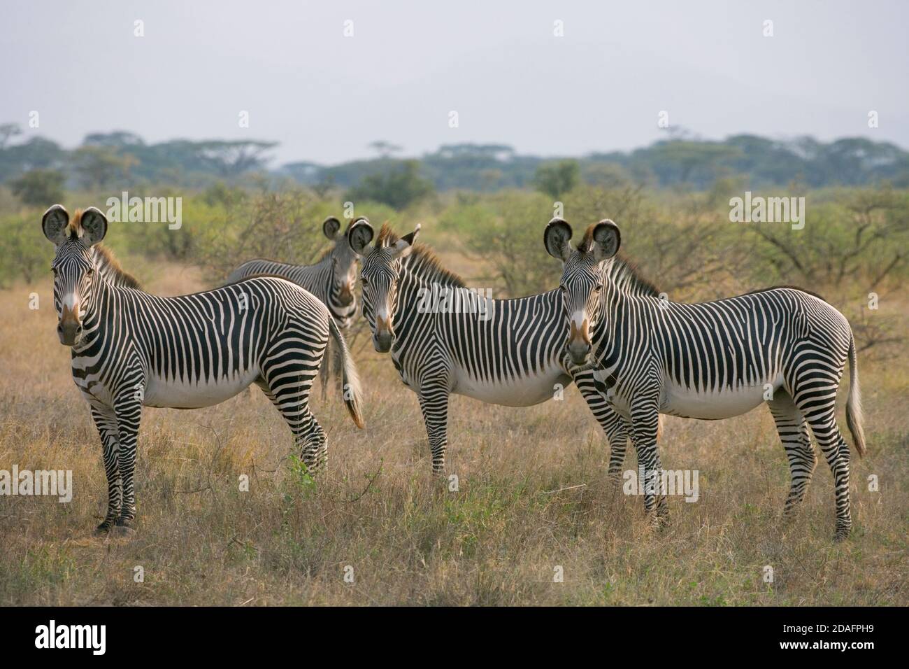 Zebra di Grevy (Equus grevy) sulle pianure, Samburu, Kenya Foto Stock