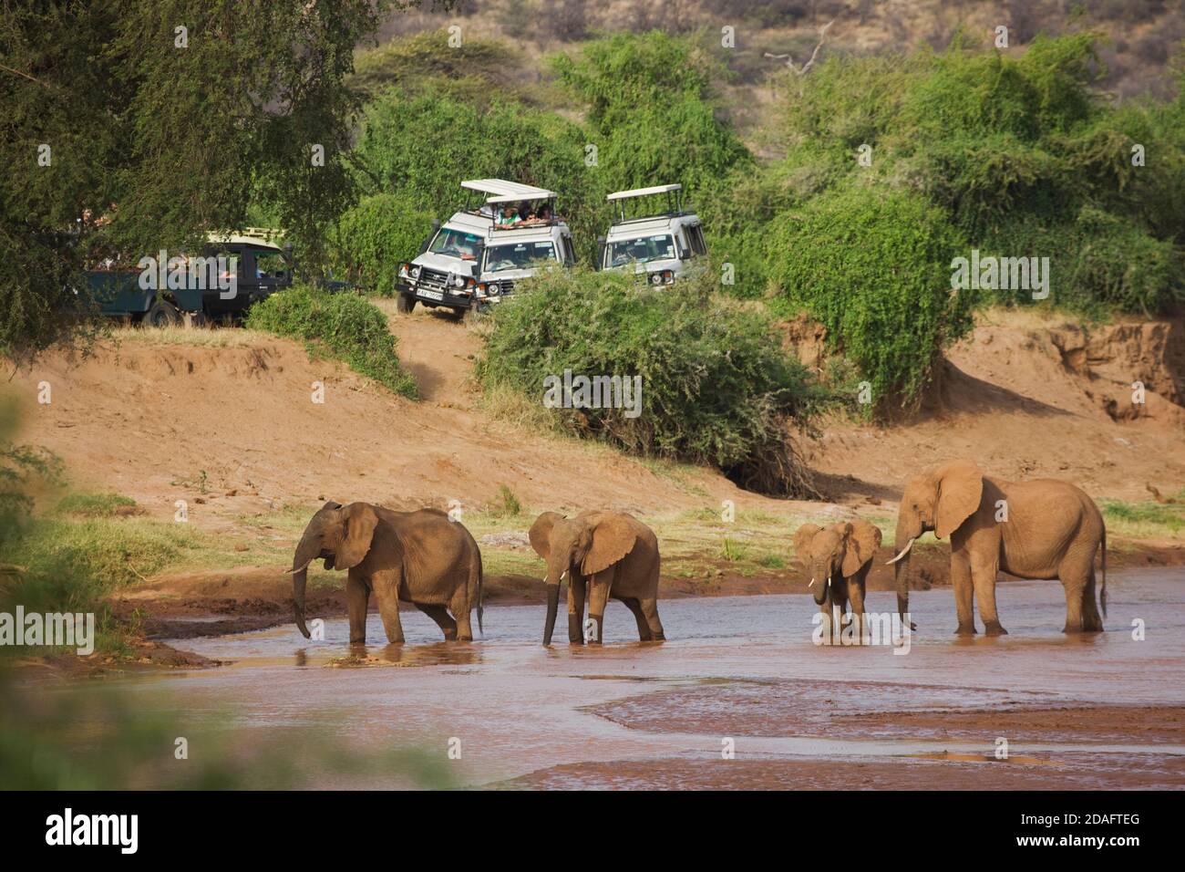 Safari jeep guardando elefante mandria, Samburu, Kenya Foto Stock