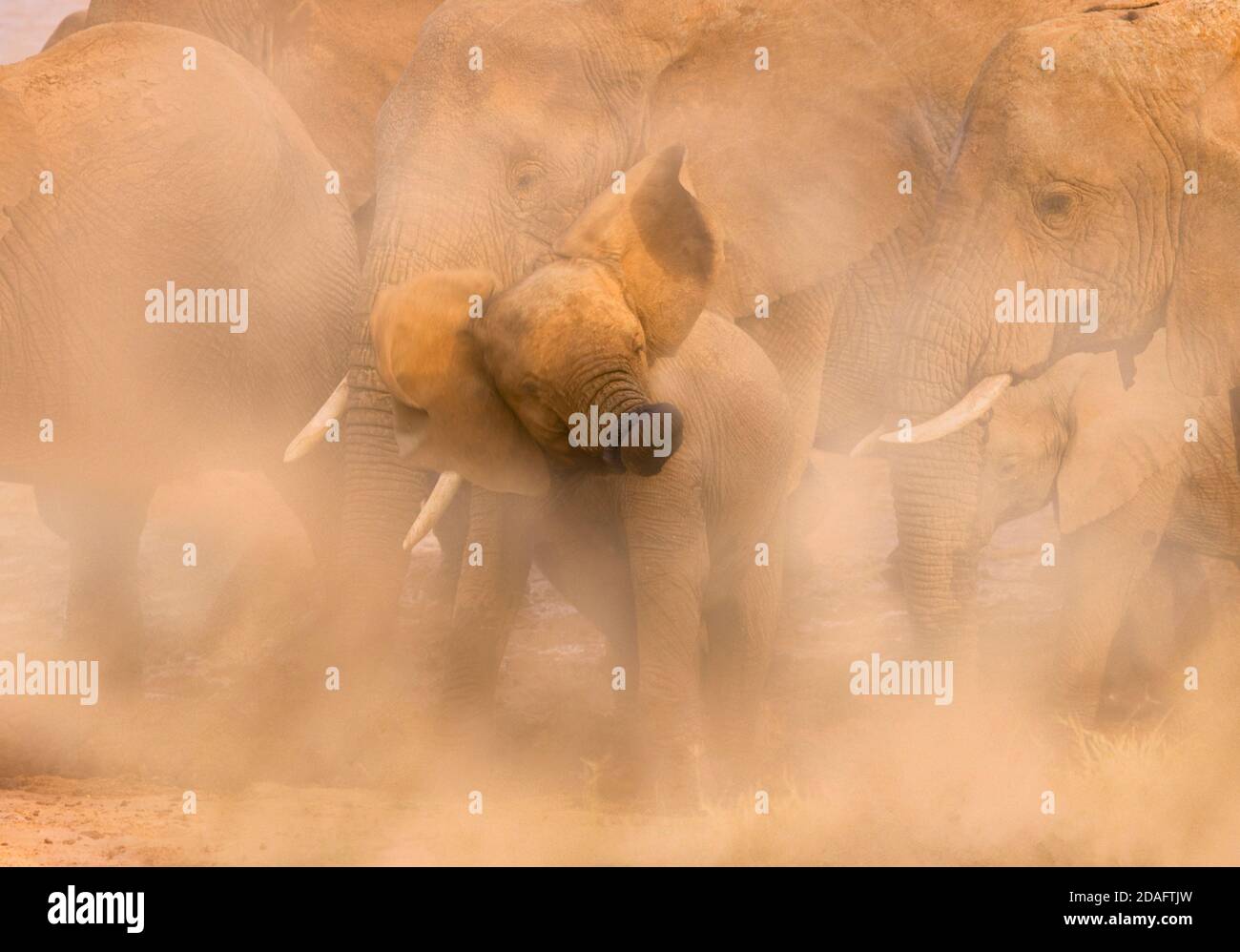 Elefante bambino in polvere, Samburu, Kenya Foto Stock