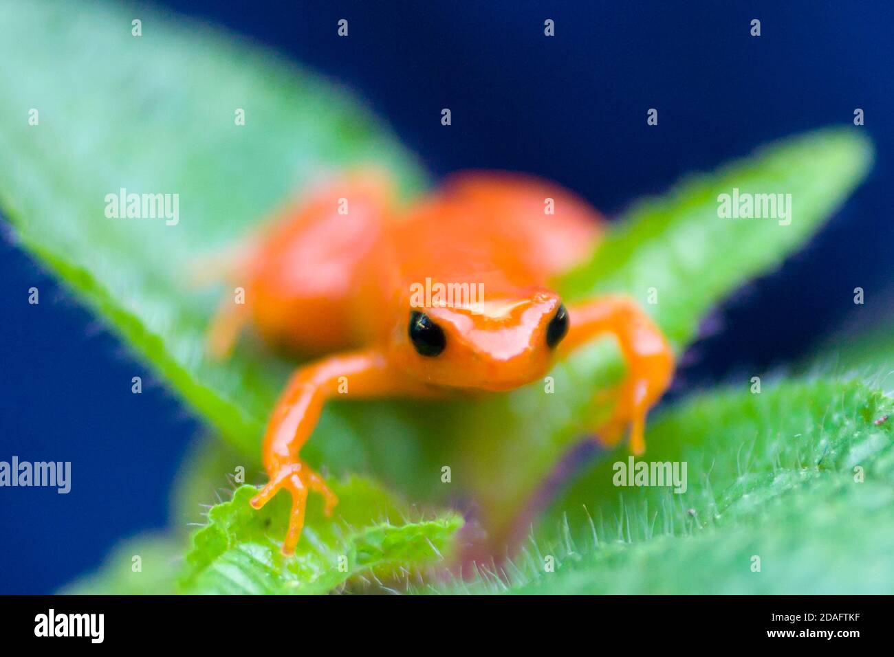 Golden mantella (rana Mantella auriantiaca), Madagascar Foto Stock