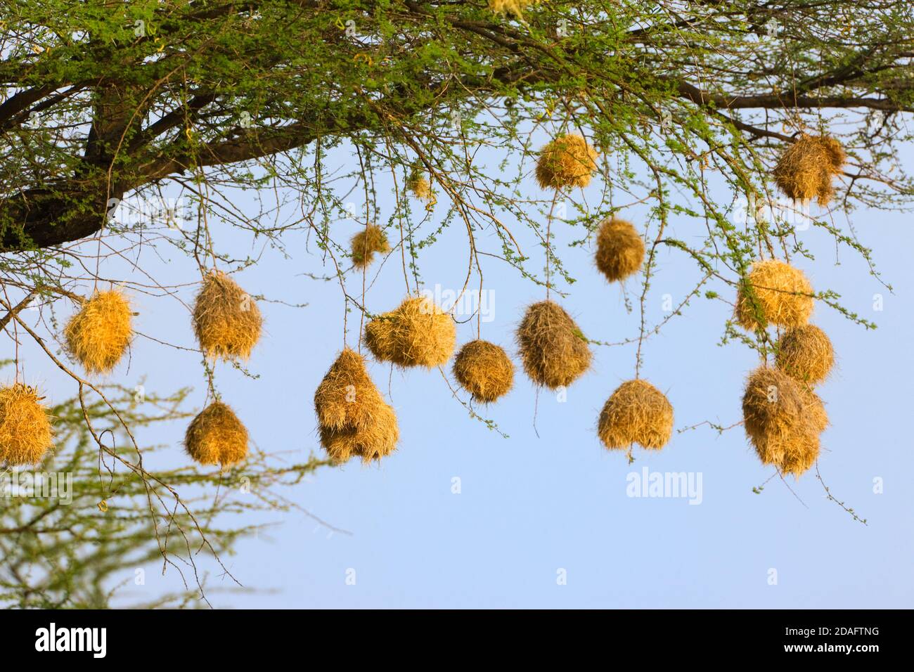 Nidi di uccello appesi dall'albero, Samburu, Kenia Foto Stock