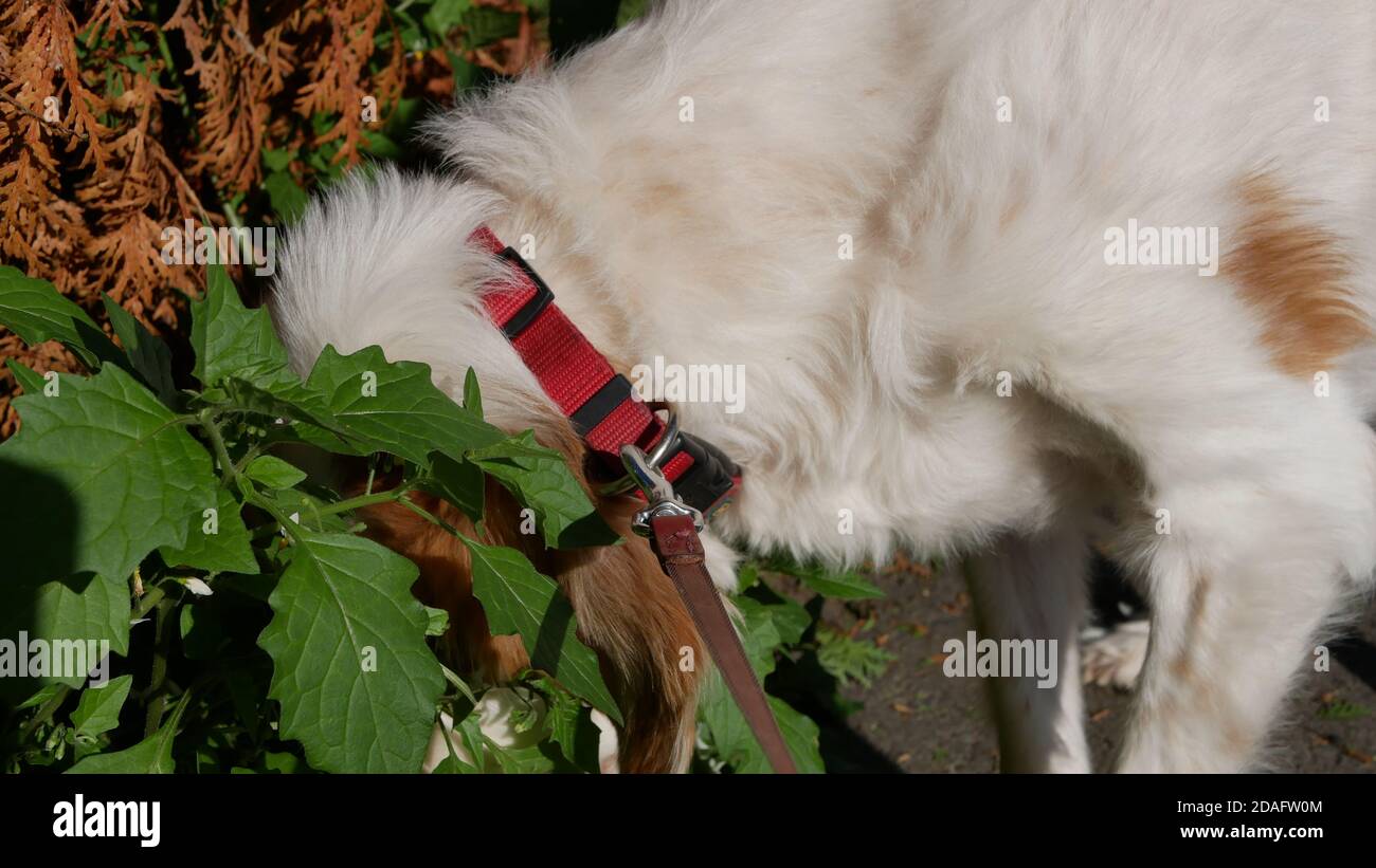 Brittany Setter cane mescolano sniffing ad alcune piante con la testa nascosto e illuminato dal sole Foto Stock