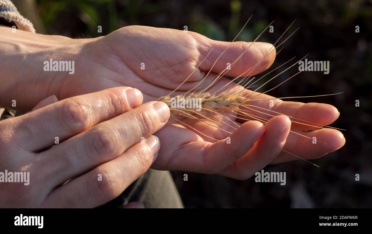 Ragazza contadina tiene lo spikelet di grano nelle sue mani. Le mani della donna controllano la qualità del grano a chiodetta. Lo spikelet del grano maturato nell'abbagliamento del Foto Stock