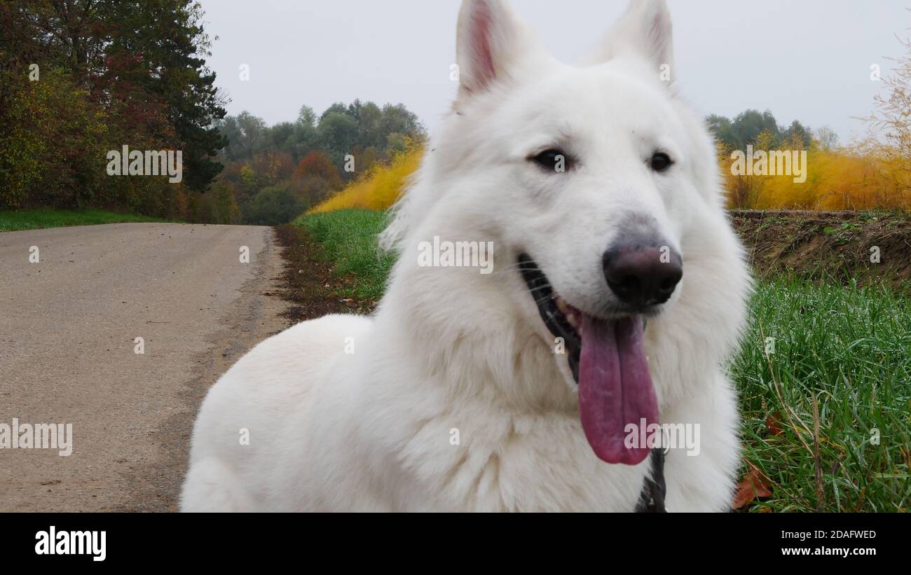 Cane pastore bianco (Berger Blanc Suisse) sorridendo mentre camminando lungo una strada con una felce di asparagi campo nelle vicinanze Foto Stock
