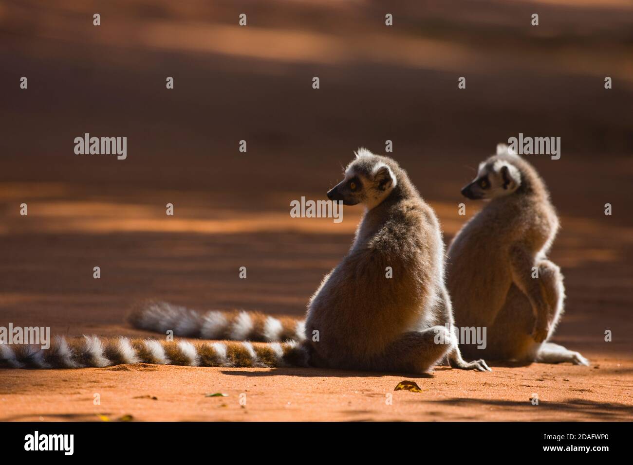 Lemuri a coda d'anello (catta di Lemur), Parco Nazionale di Berenty, Madagascar Foto Stock